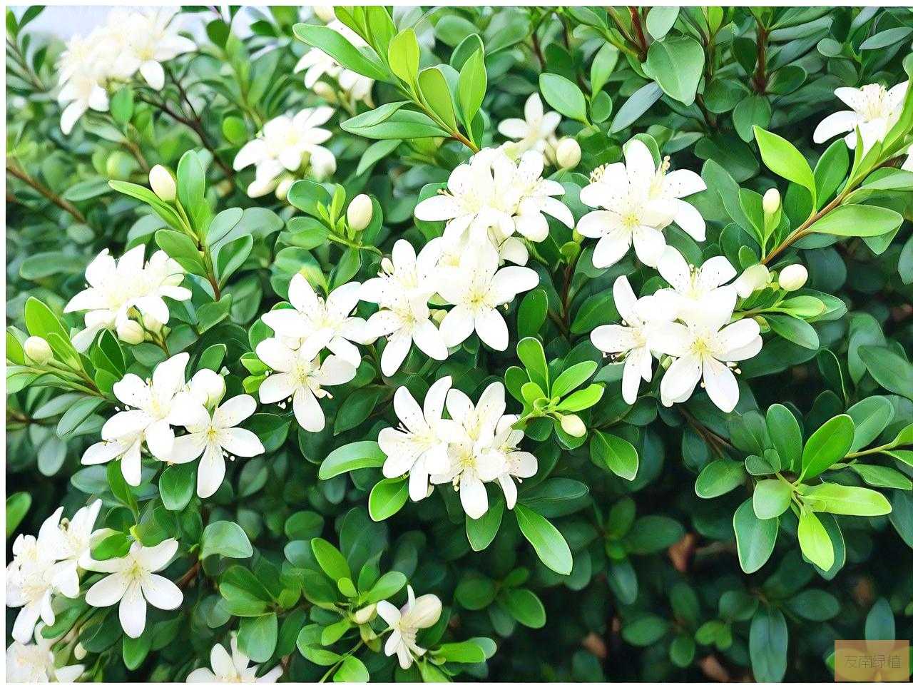 我们这边能种九里香吗