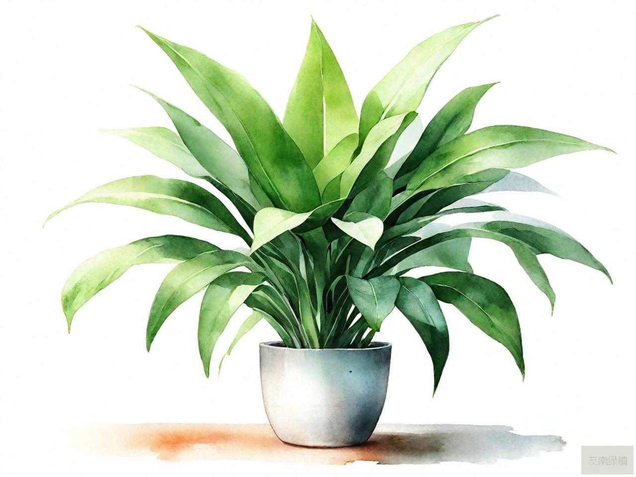 室内空气净化植物排行
