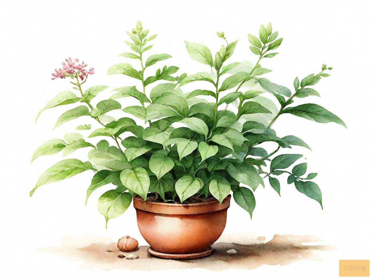适合家里养的中药植物