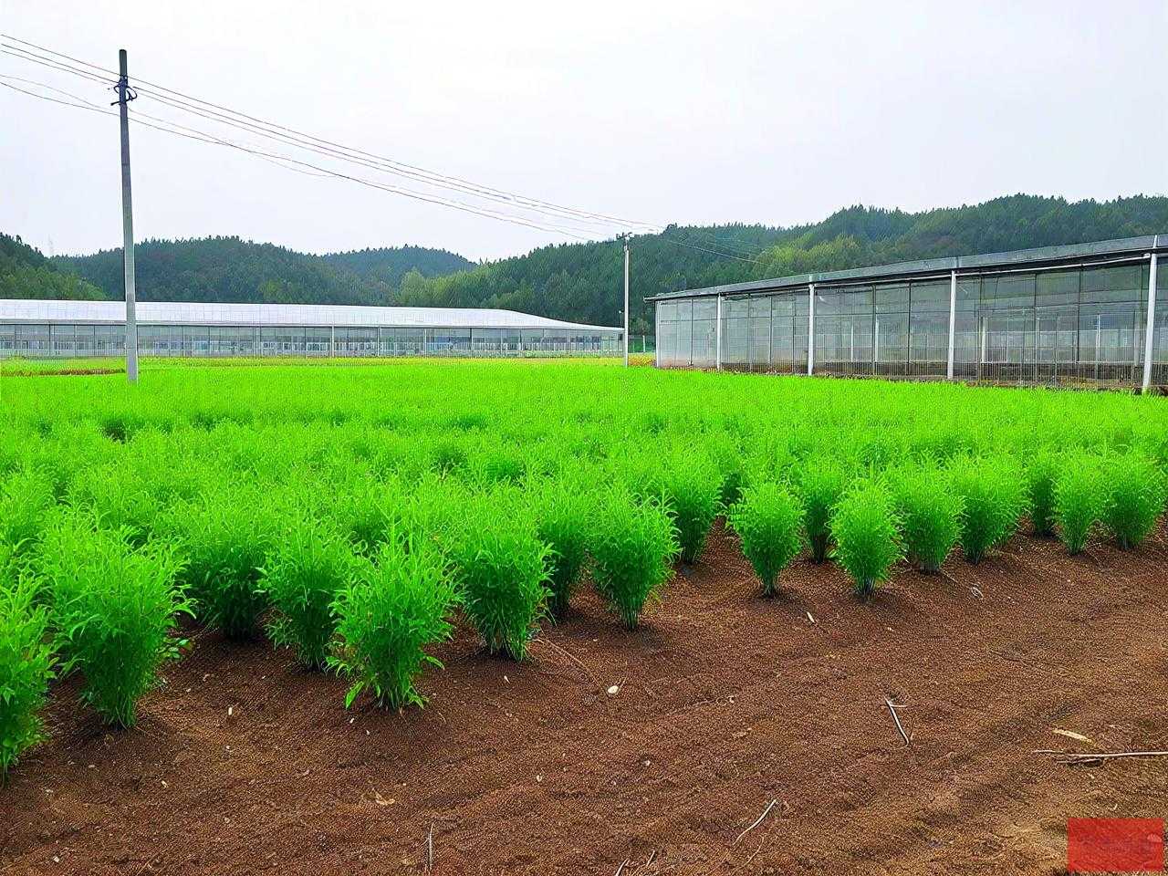 源生公司种苗基地项目