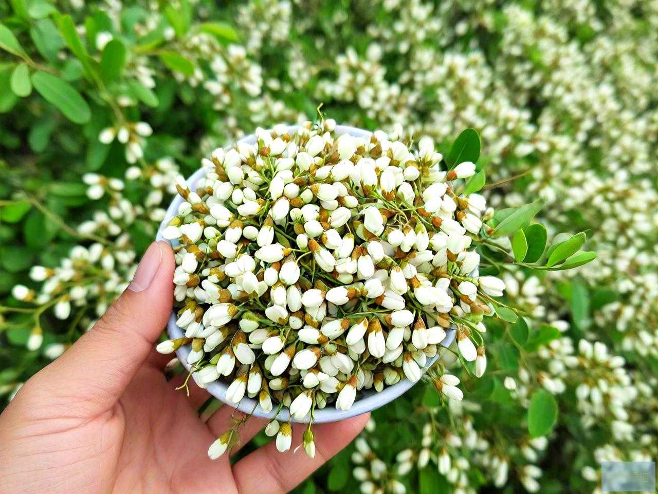 山东槐米今日价格行情