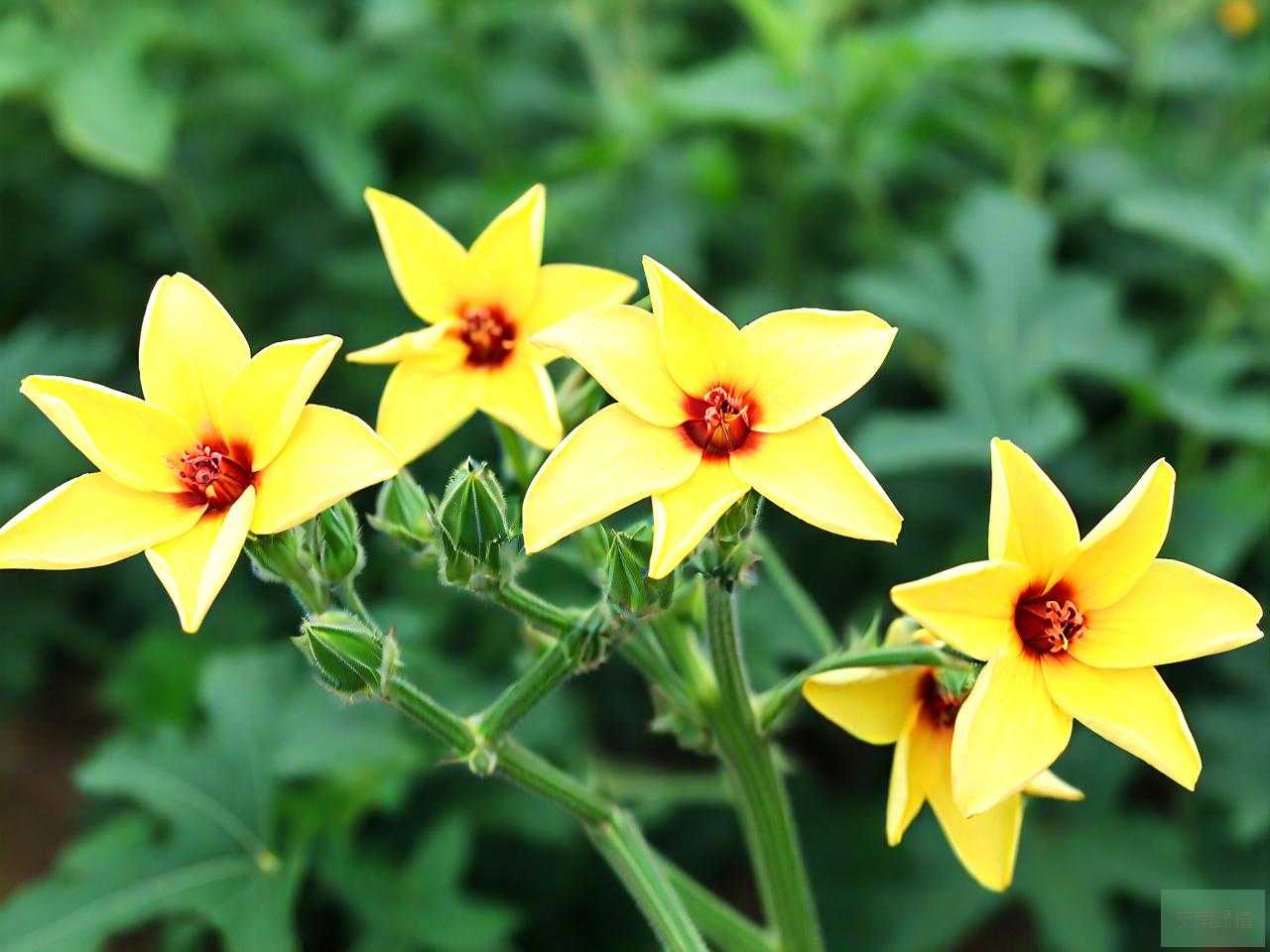 黄秋葵干花多少钱一斤