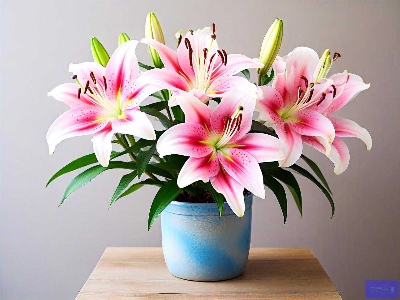 香水百合花怎么养盆栽