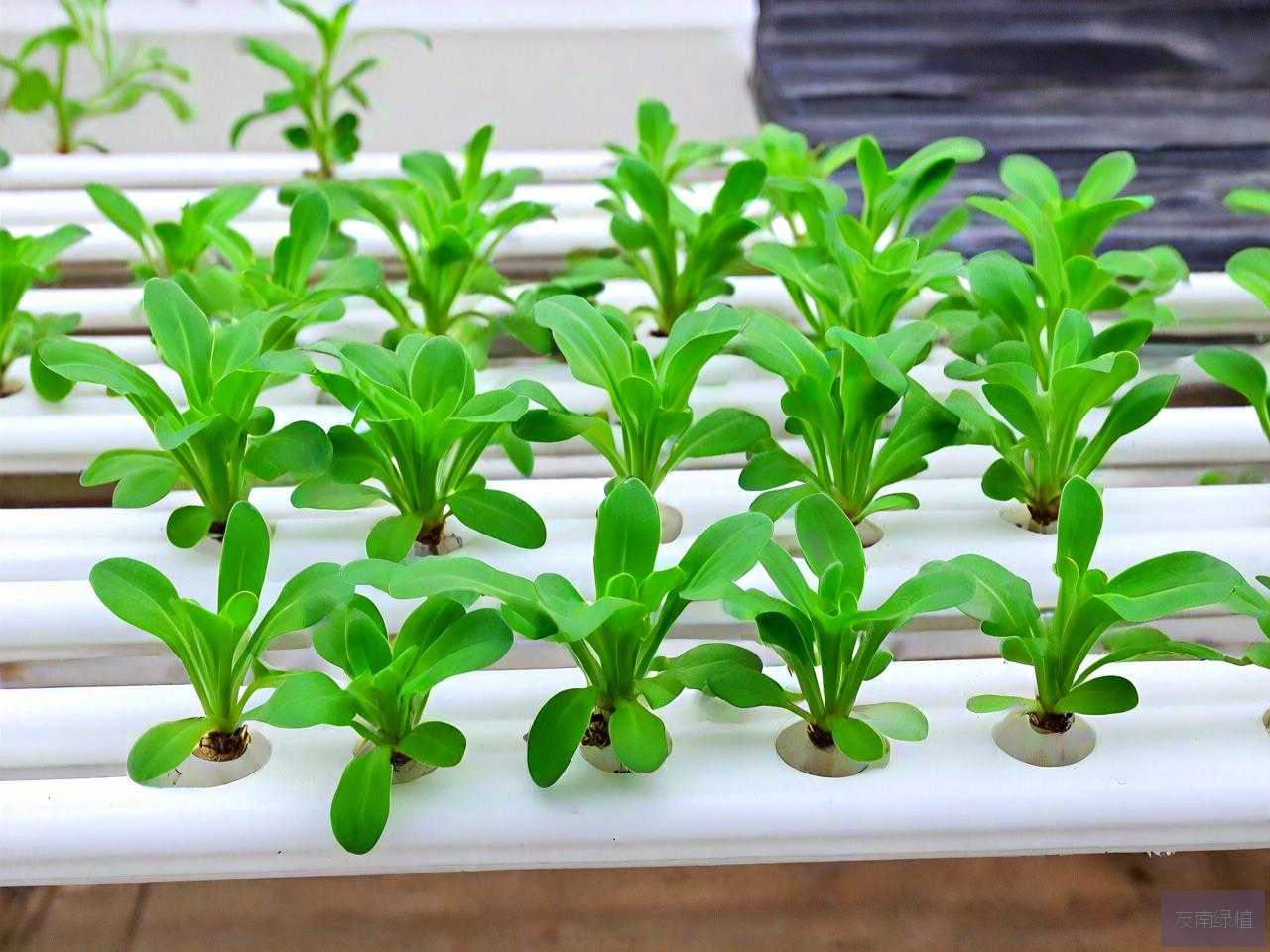 水培用什么固定植物好