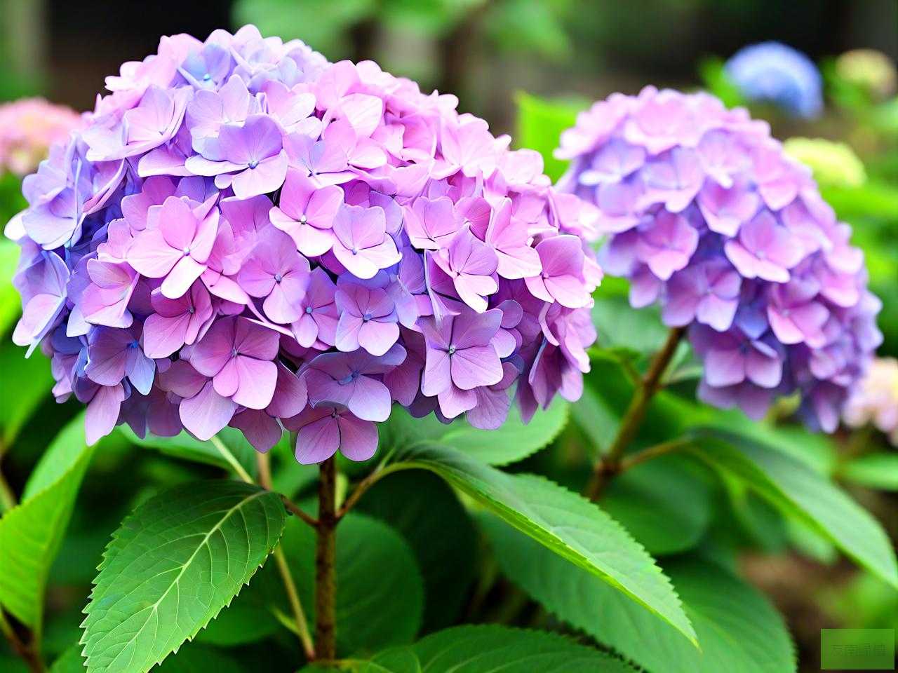 绣球花种子能种出来吗