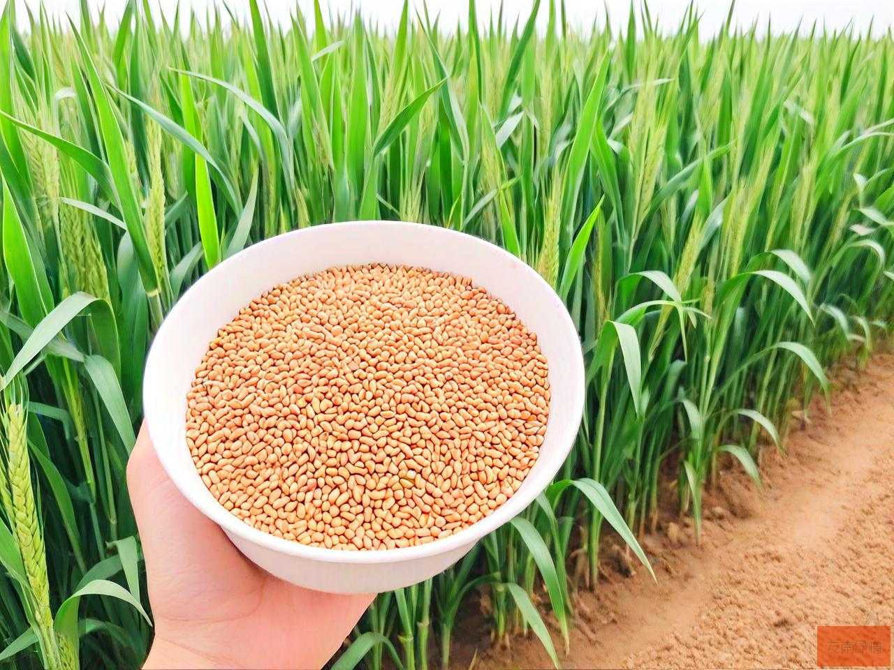 豫农607小麦种怎么样