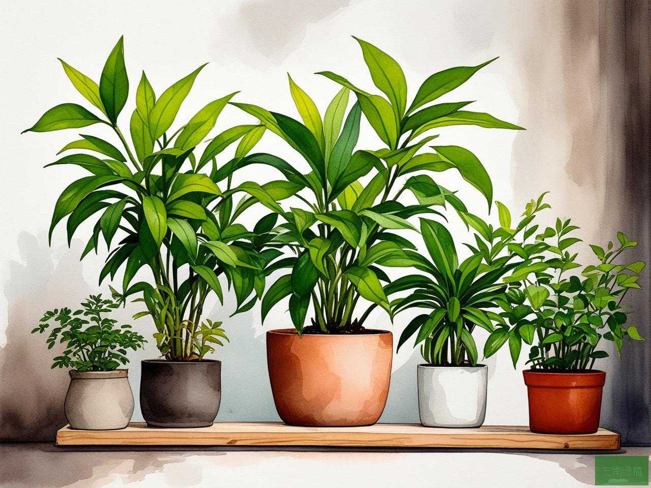 2025年绿植吸甲醛的原理