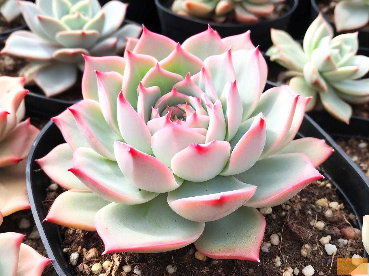 多肉植物红覆轮怎么养