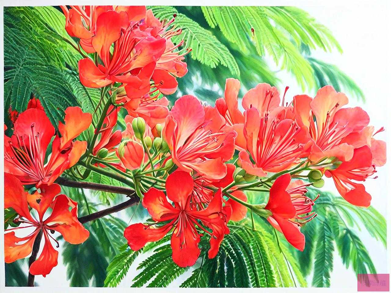凤凰花和合欢花的区别