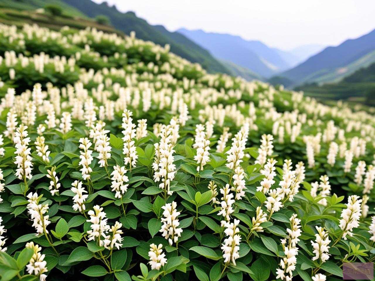 2025年金银花种苗哪里买