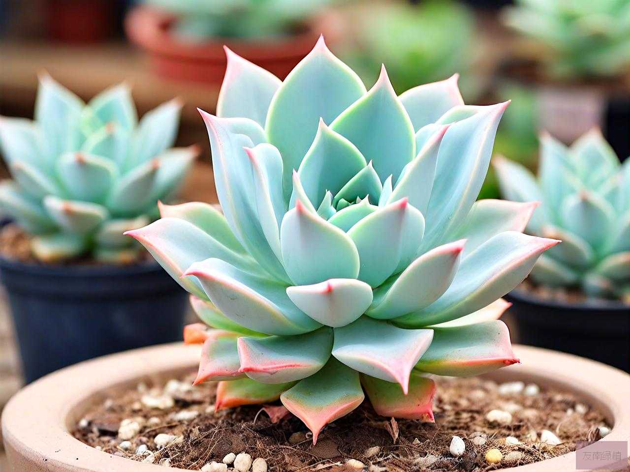 多肉植物彩麒麟怎么养