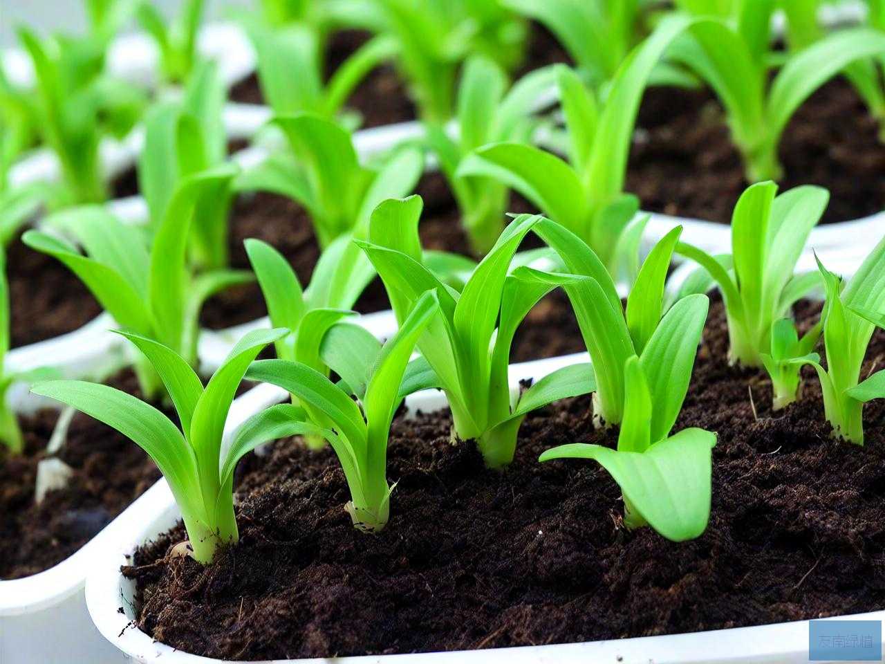 水培植物生蚊子怎么办