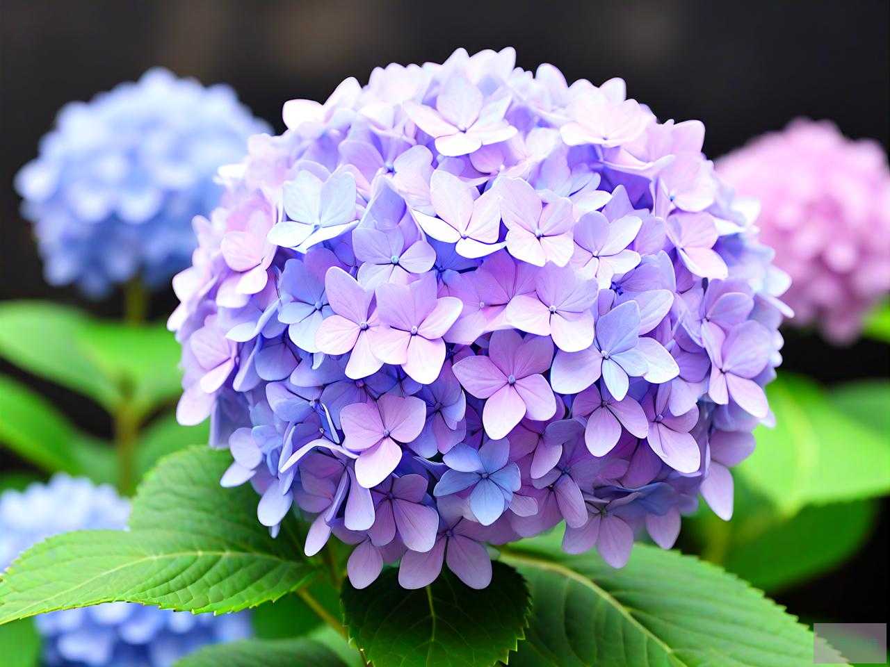 绣球花怎么种才会开花