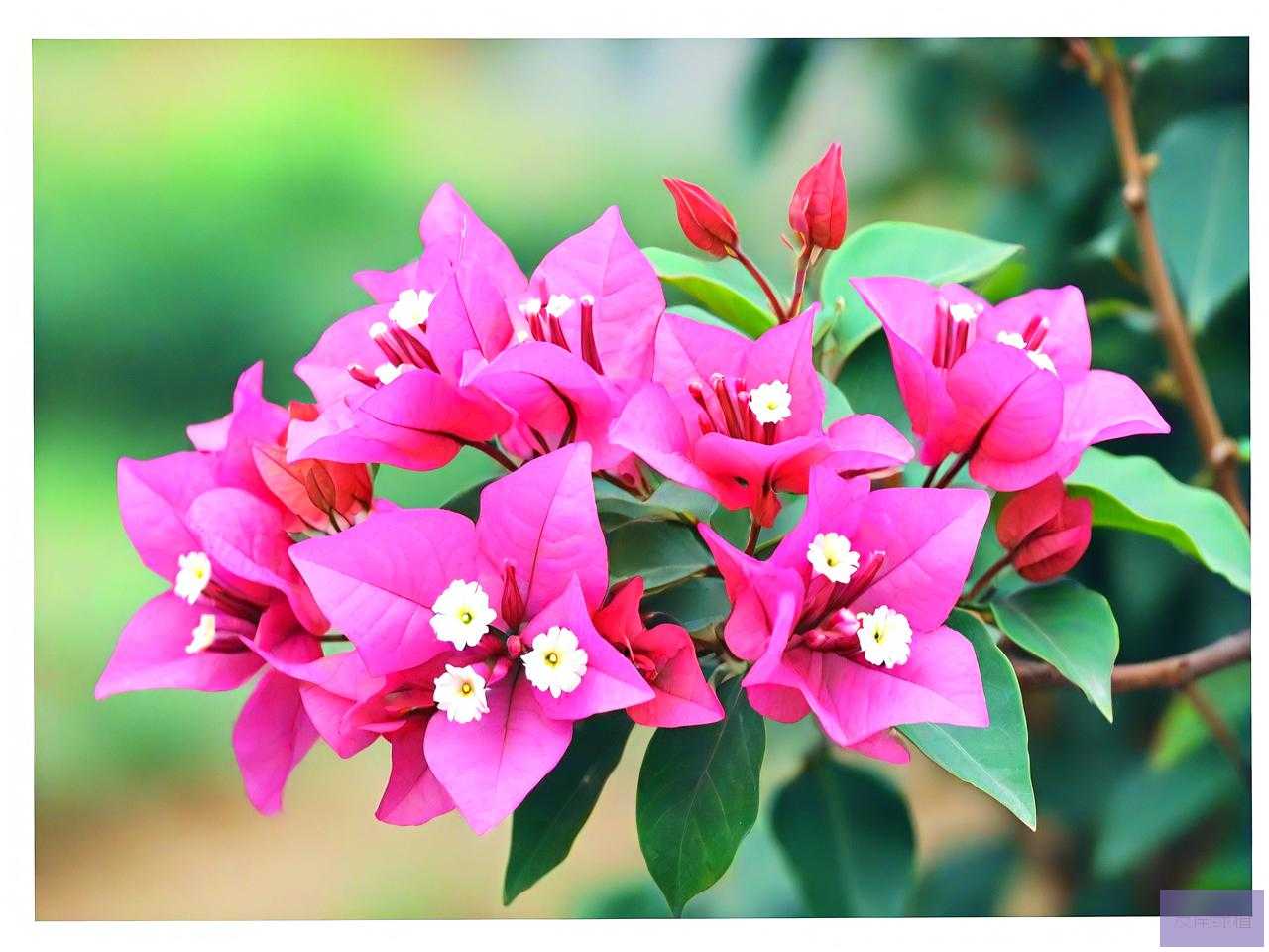 三角梅要开花了怎么养