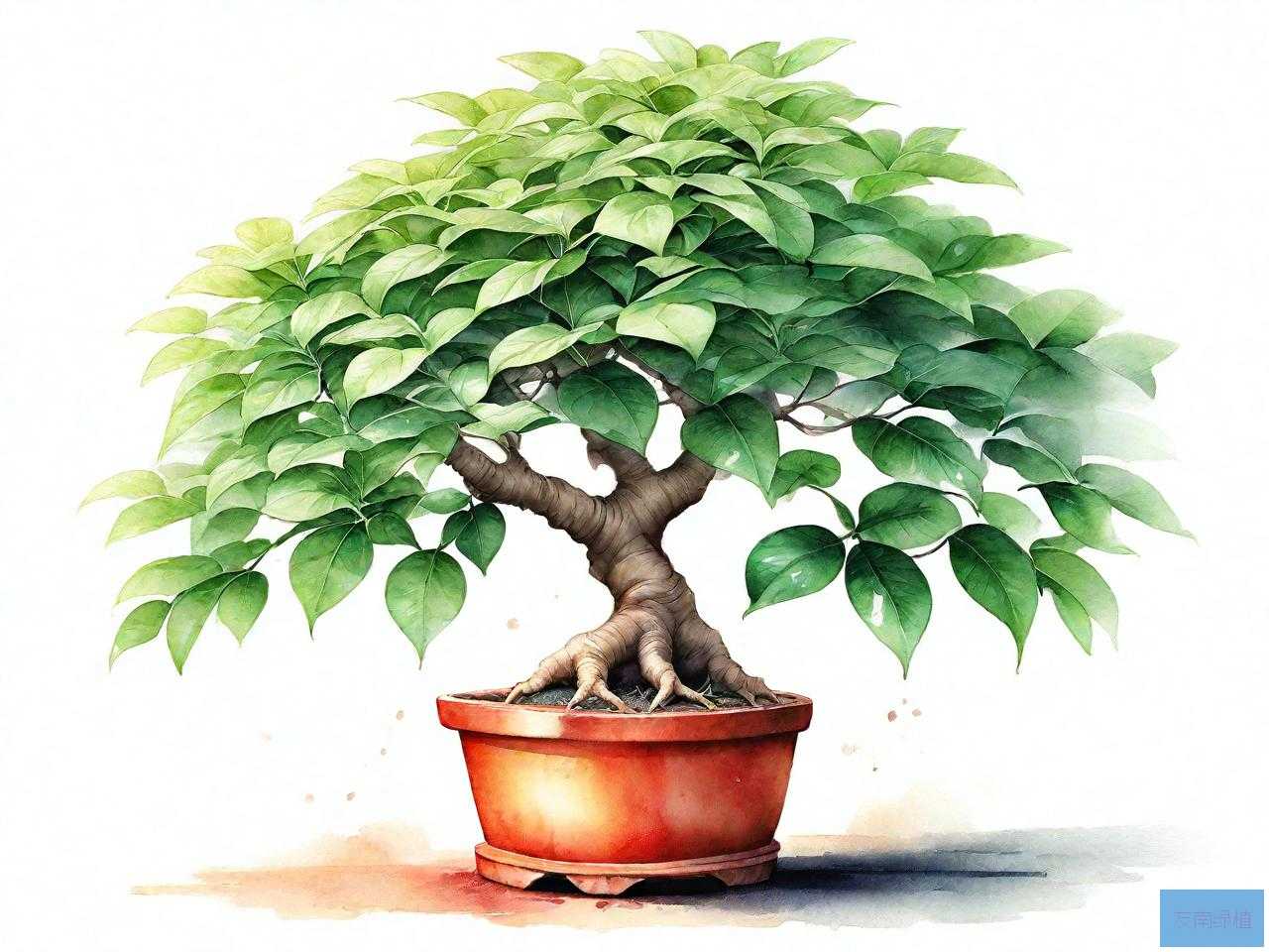 八方发财树怎么养