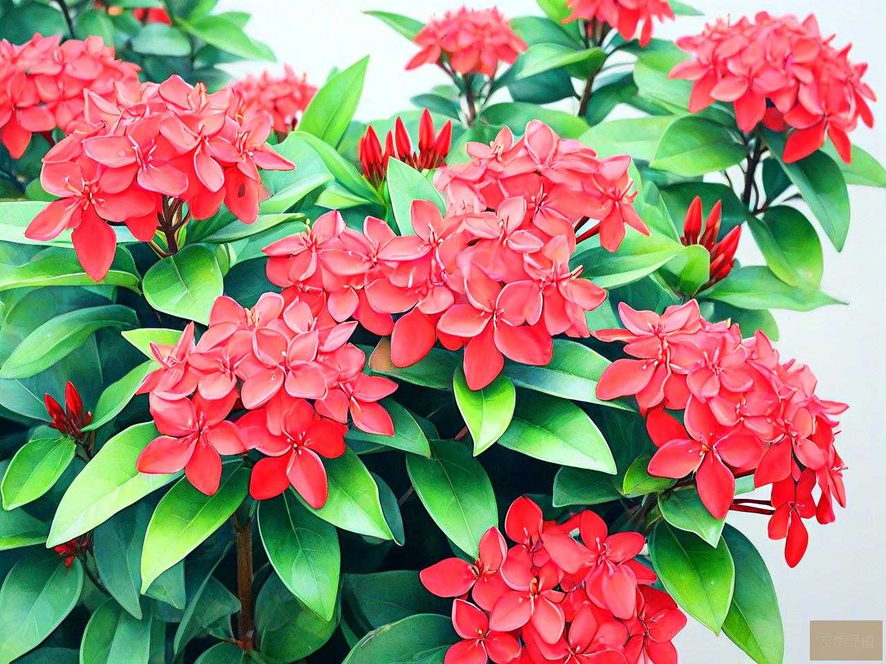 龙船花适合在家里养吗