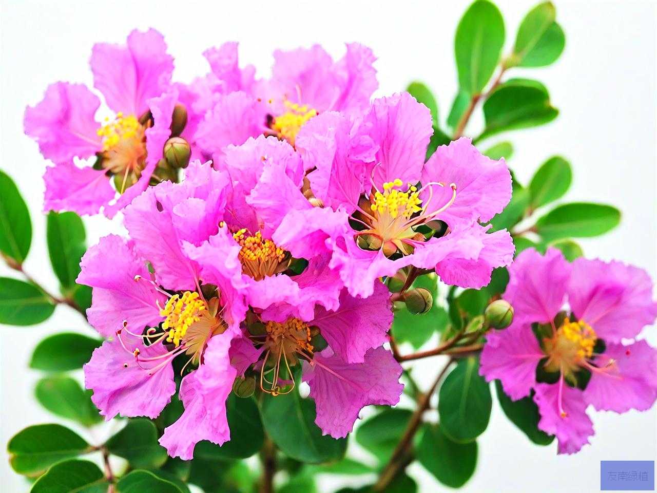 紫薇花开花谢了怎么办