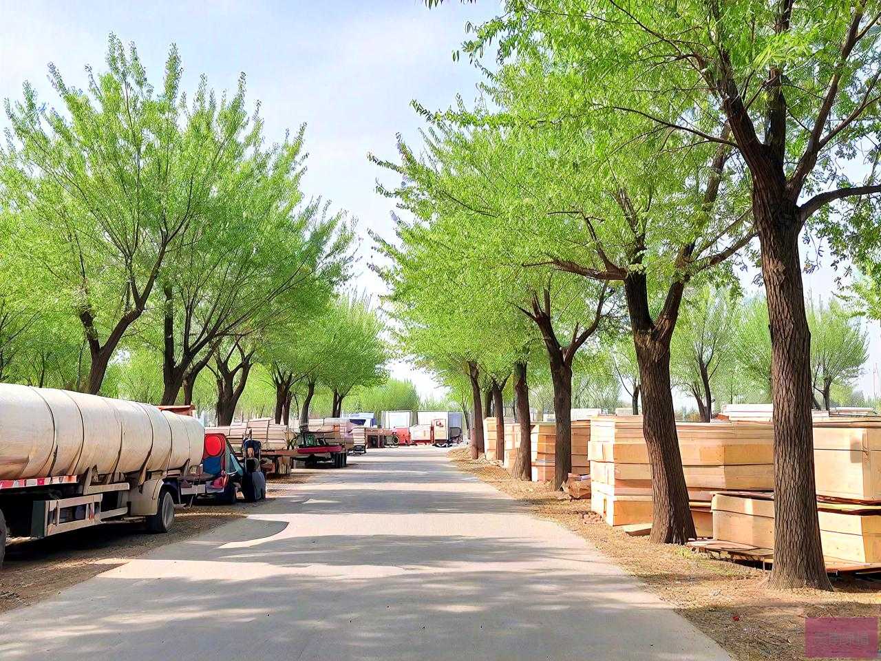 杨树市场价多少钱一方