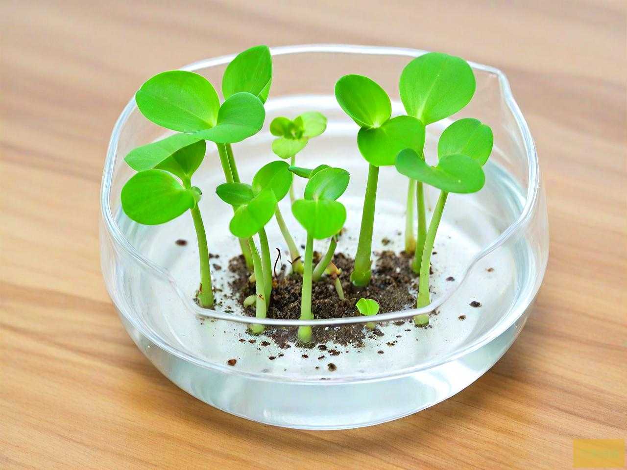 水培植物水里有小虫子