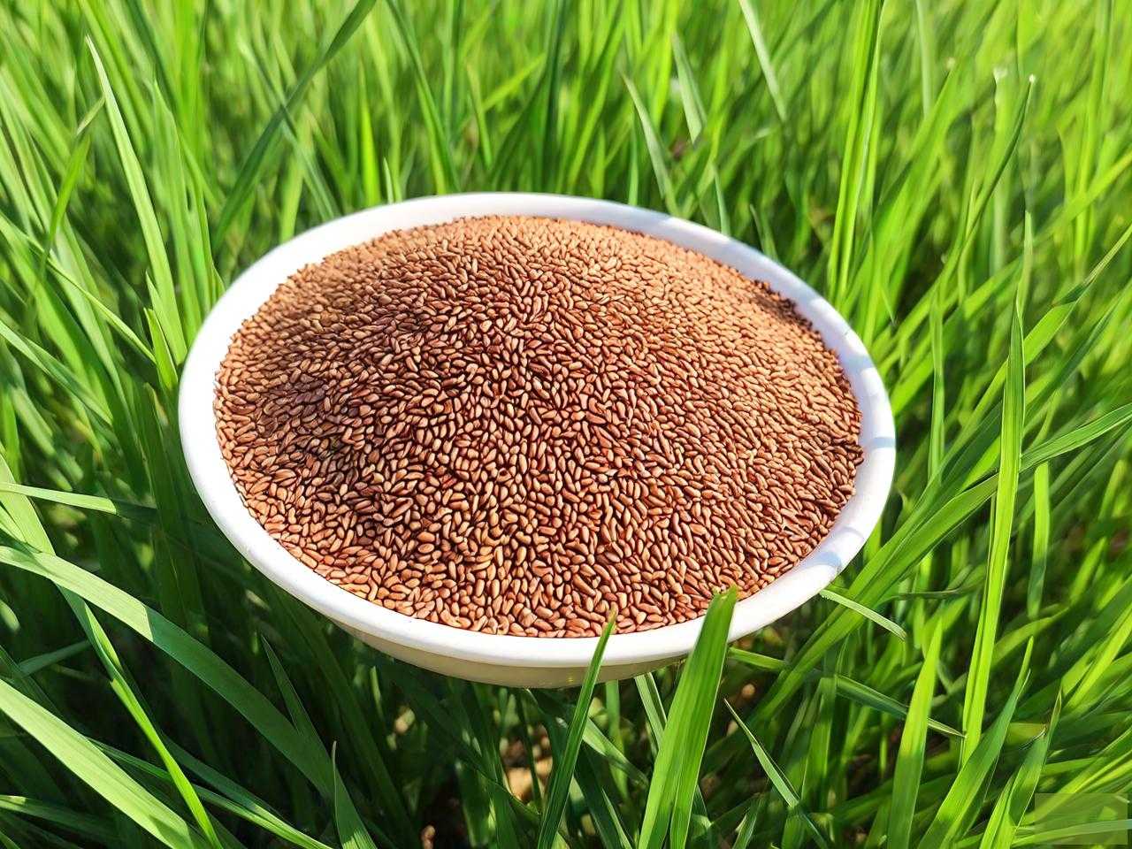 高羊茅草籽多少钱一斤