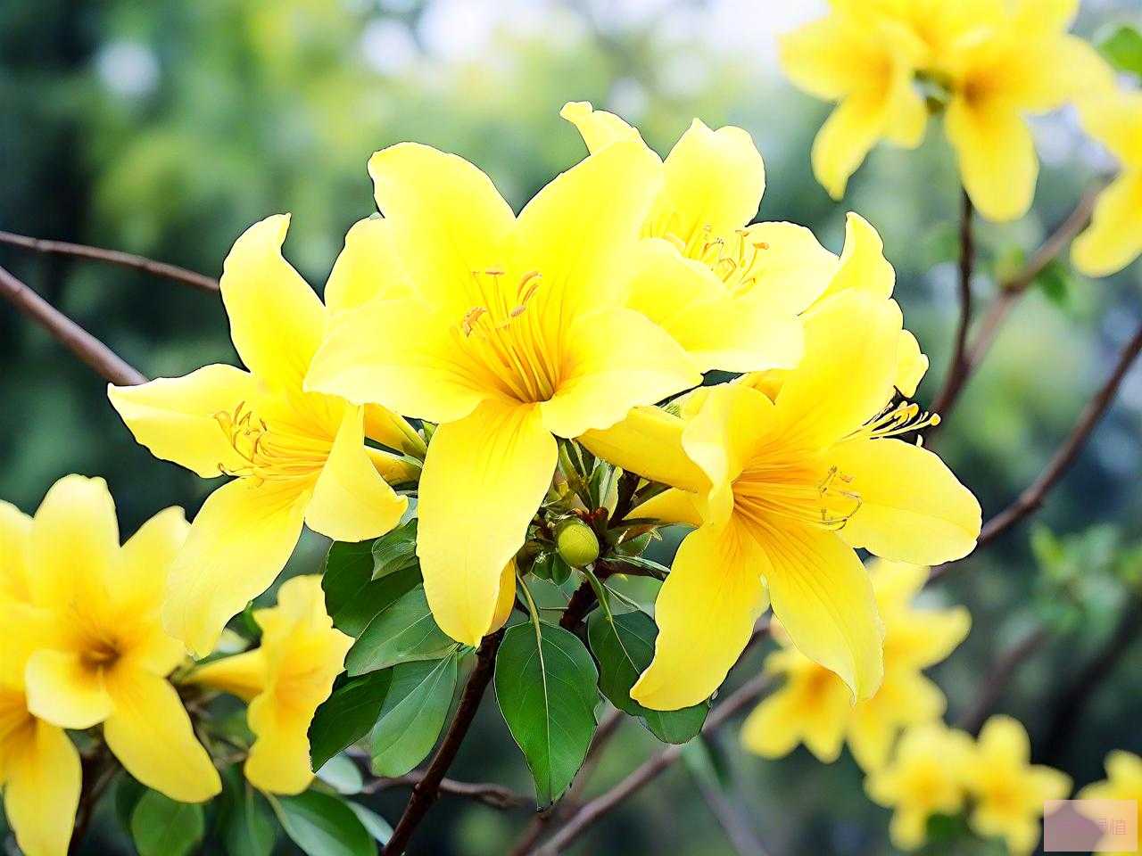黄风铃花的花语和寓意