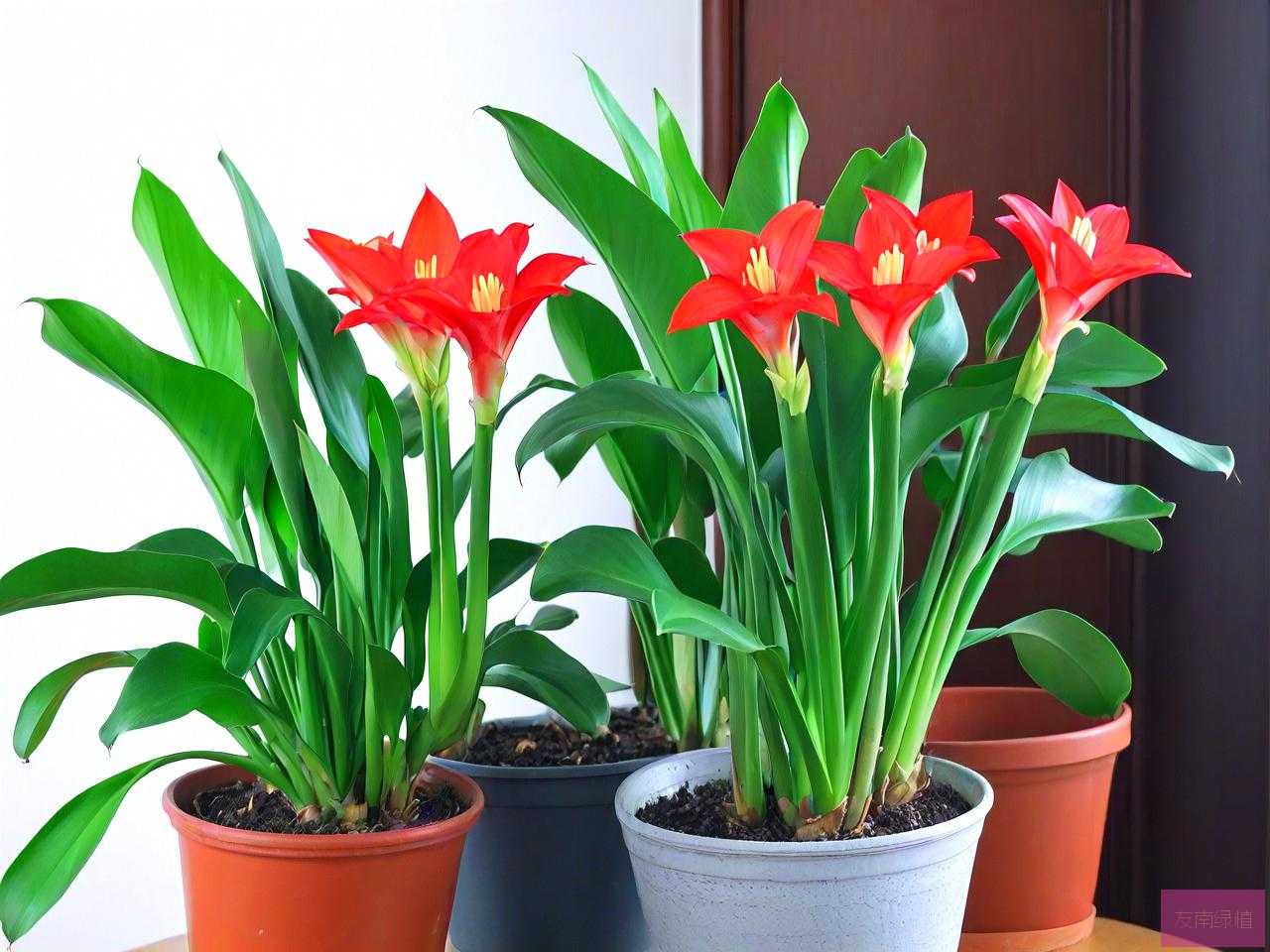 家里能养滴水观音植物吗