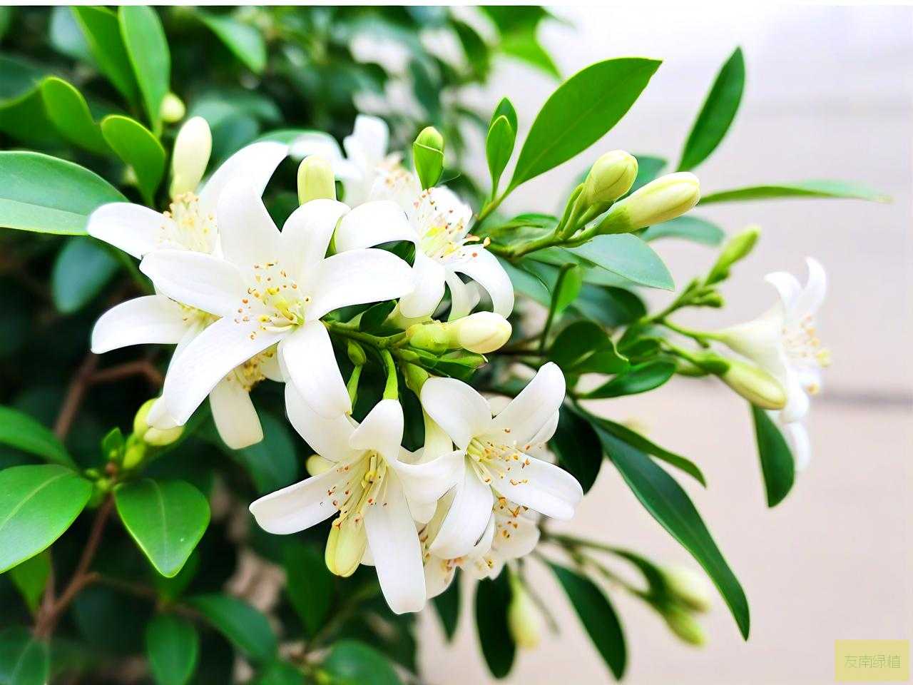 九里香结果了还开花吗