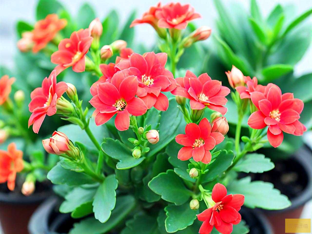 小苗长寿花夏天怎么养